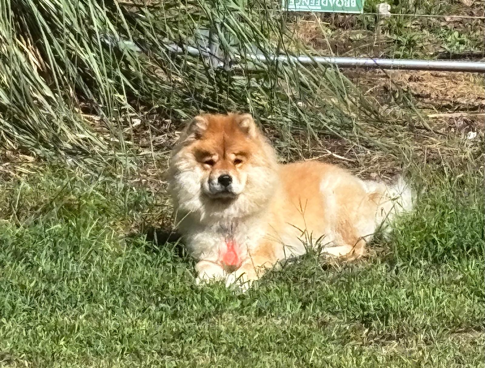 Chow Chow relaxing in the yard at 478 Luv Dogs Alpharetta
