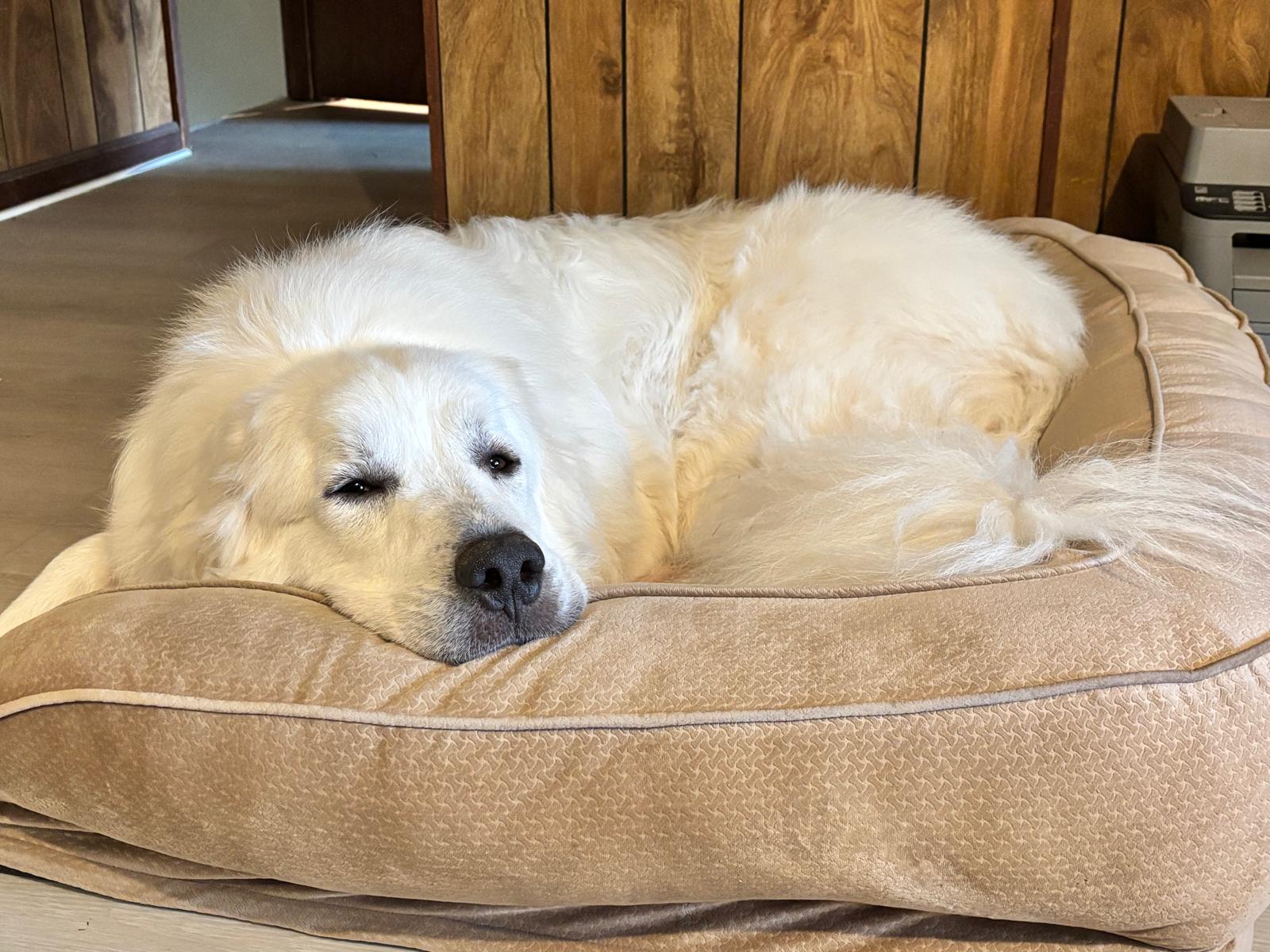 Great Pyrenees resting on a real bed at 478 Luv Dogs overnight boarding Alpharetta