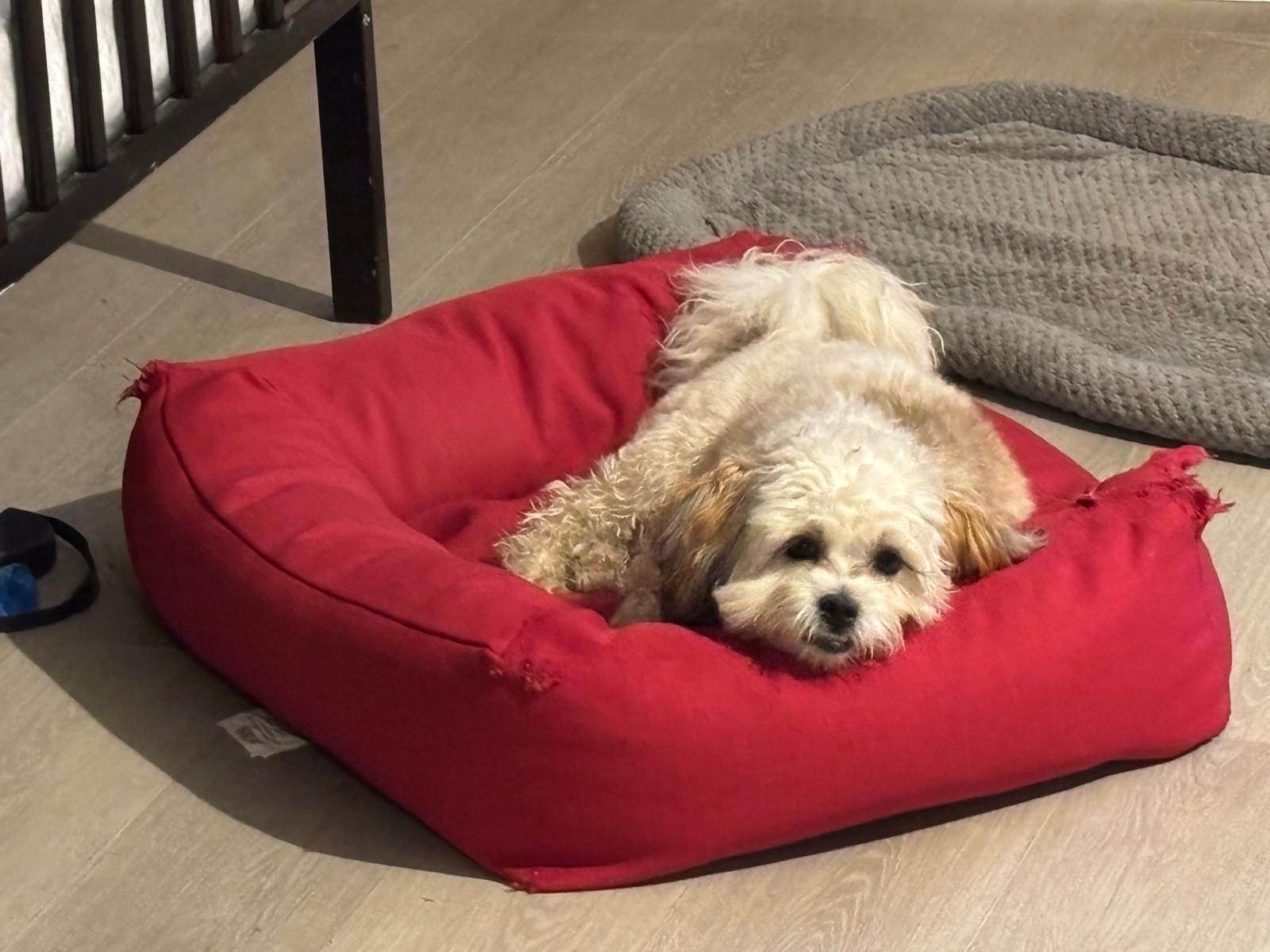 Small fluffy dog relaxing at cage-free 478 Luv Dogs boarding Alpharetta