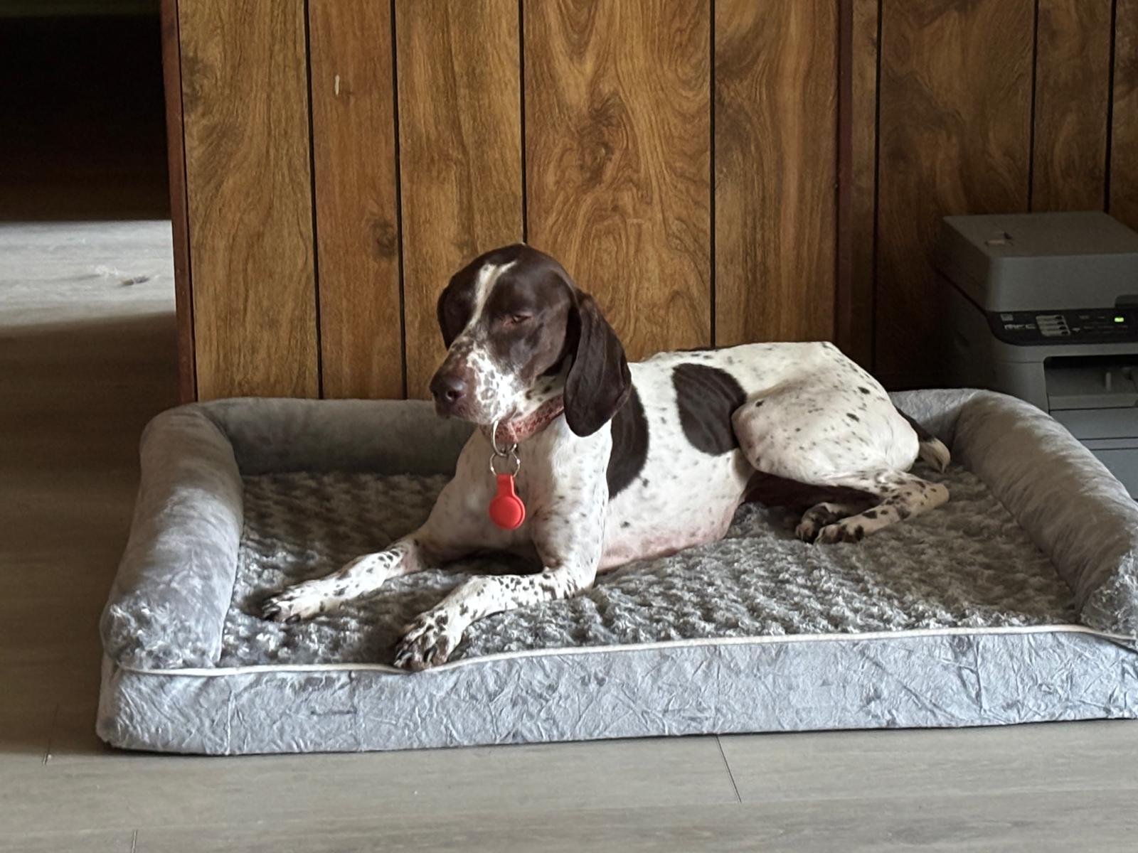 German Shorthaired Pointer relaxing on extended boarding stay at 478 Luv Dogs Alpharetta