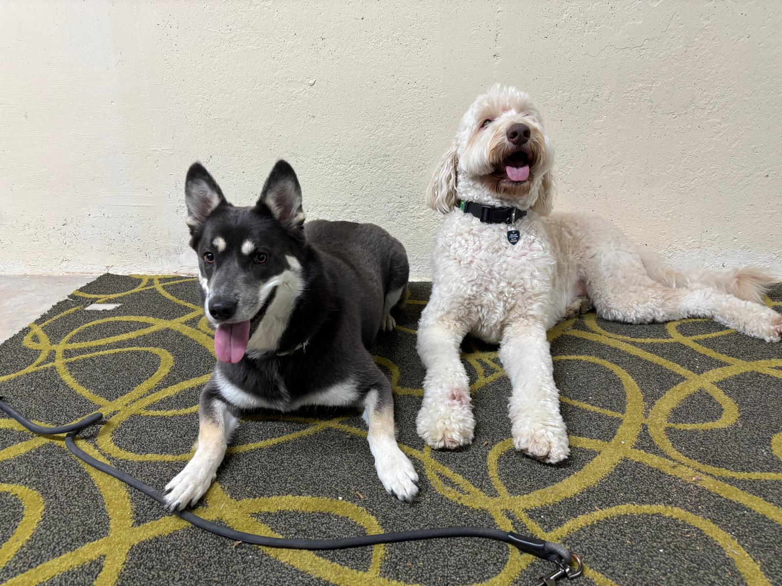 Two dogs at daycare at 478 Luv Dogs Alpharetta GA cage-free supervised play