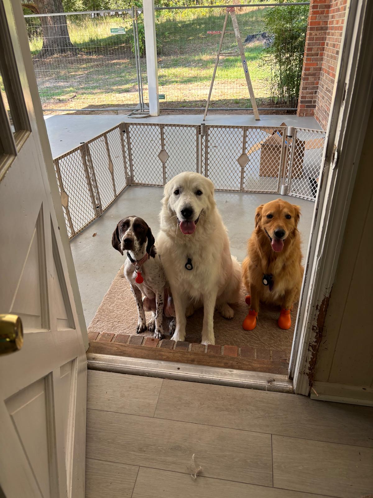 Three happy dogs ready for weekend boarding at 478 Luv Dogs Alpharetta