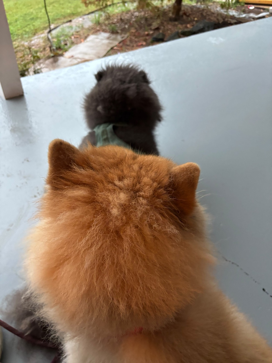 Dogs hanging out together at 478 Luv Dogs Alpharetta