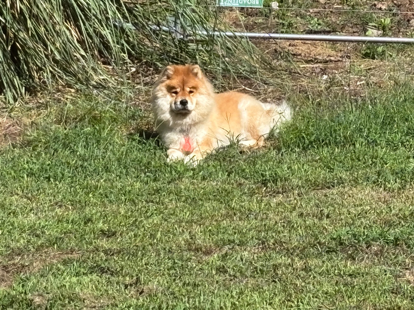 Happy dog in the yard at 478 Luv Dogs cage-free boarding in Alpharetta, GA